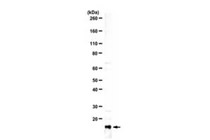 Polyclonal Anti-MafK/NF-E2 Antibody