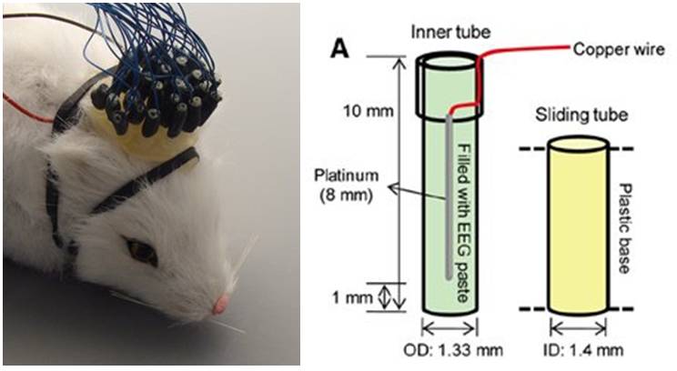 小動物用の脳波測定用電極ユニット「EEG Mini-Cap」