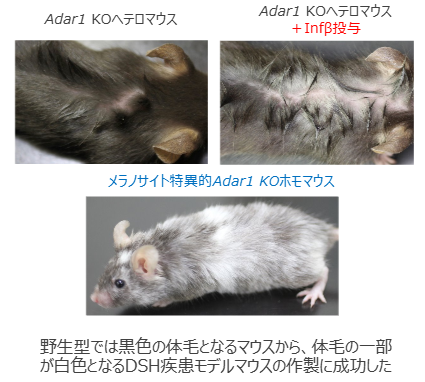 遺伝性対側性色素異常症(DSH)疾患モデルマウス