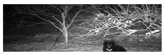 野生動物検出システム