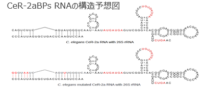 線虫の変異型人工RNA