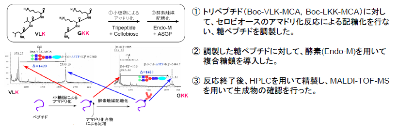 糖鎖高分子の製造方法
