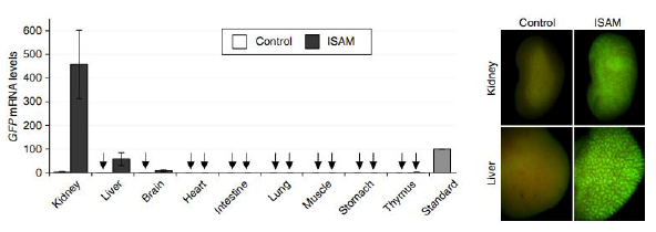 Epo欠損GFP貧血マウス