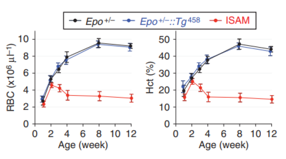 Epo欠損GFP貧血マウス