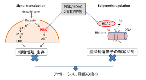 HDAC/PI3K　2重阻害剤