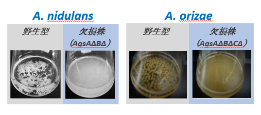 α-1,3-グルカン欠損株を用いた高密度分散培養技術