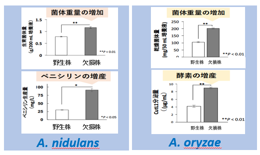 α-1,3-グルカン欠損株を用いた高密度分散培養技術