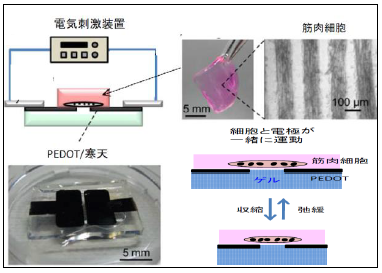 電極を印刷したゼリー
