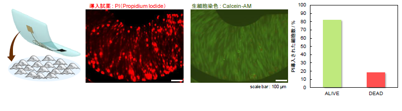 電極を印刷したゼリー