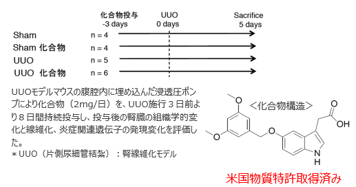 臓器線維化抑制剤