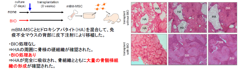 造血組織の作製方法