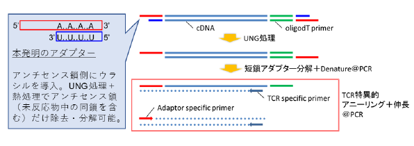 遺伝子特異的非バイアス増幅法