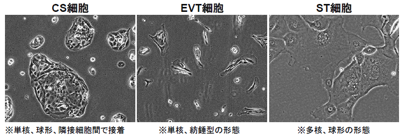 ヒトCT細胞に由来するCS細胞