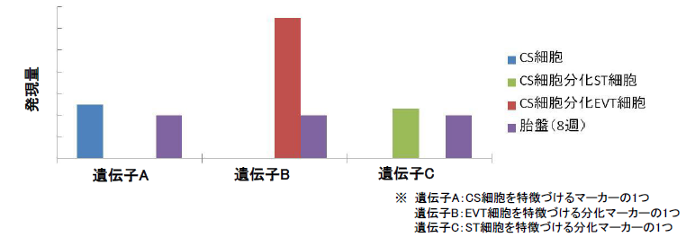 ヒトCT細胞に由来するCS細胞
