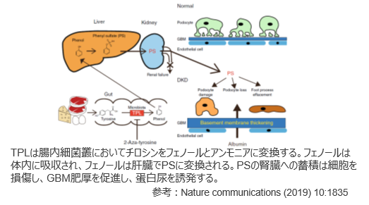 糖尿病性腎症の判定マーカー
