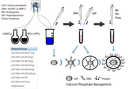 リン酸カルシウムベクター