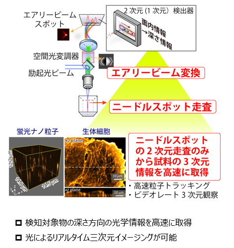光学情報検知装置及び顕微鏡システム