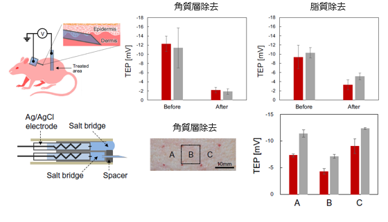 表皮電位測定装置