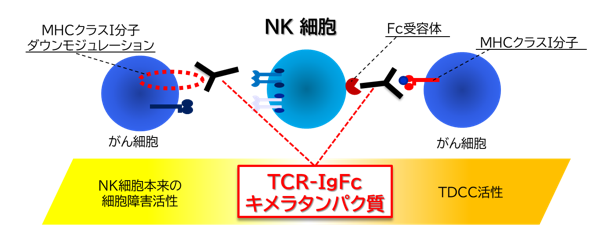 T細胞受容体の認識機構を用いたがん又は感染症の治療及び診断