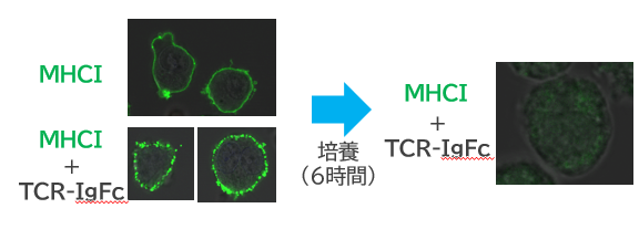 T細胞受容体の認識機構を用いたがん又は感染症の治療及び診断