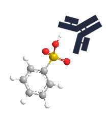 フェニル硫酸を認識するモノクローナル抗体