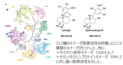 多標的キナーゼ阻害剤 Liphagal及び類縁体siphonodictyal B