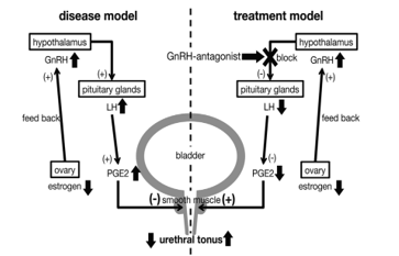 腹圧性尿失禁治療薬