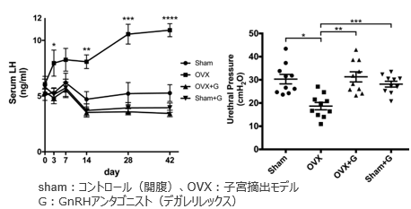 腹圧性尿失禁治療薬