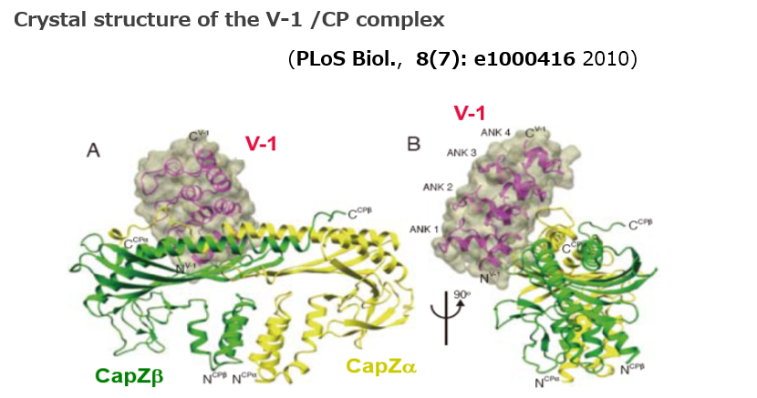 折り畳み式電池