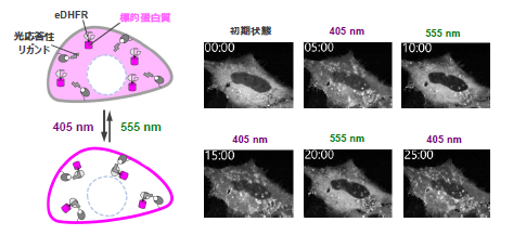 光応答性リガンド