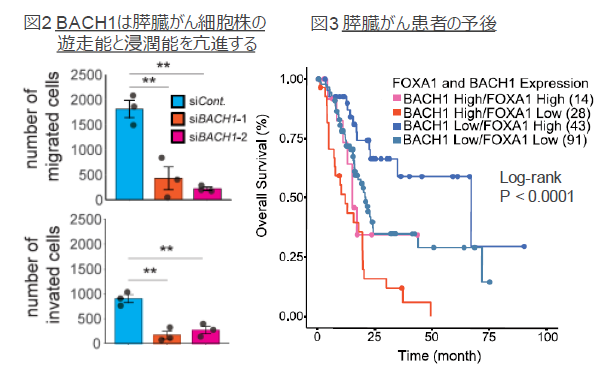 膵臓がんの予後予測マーカー