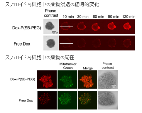 細胞凝集塊内薬物導入剤