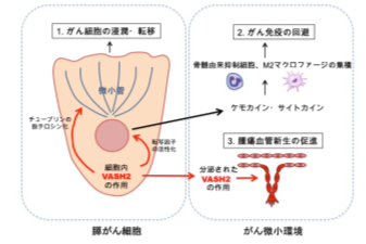 難治がん新規治療標的 Vasohibin-2
