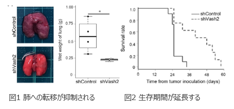難治がん新規治療標的 Vasohibin-2