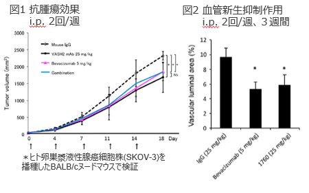 難治がん新規治療標的 Vasohibin-2