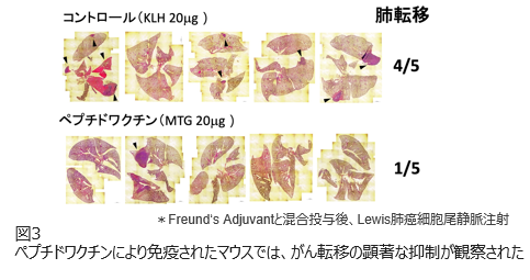 難治がん新規治療標的 Vasohibin-2