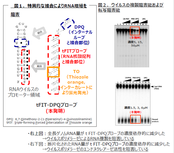A型インフルエンザ用転写阻害剤:tFIT-DPQプローブ