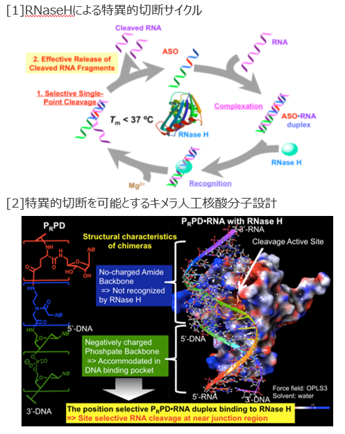 標的RNAを高効率・特異的に切断可能なオリゴキメラ人工核酸