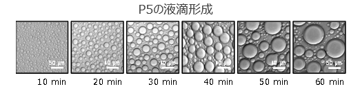 タンパク質の液-液相分離をin vitroで制御可能