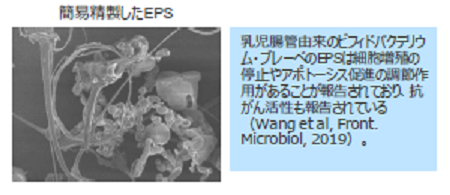 ビフィズス菌のEPS産生促進方法