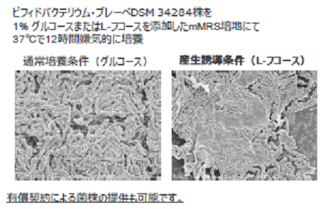 ビフィズス菌のEPS産生促進方法