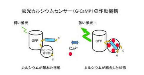 高輝度蛍光カルシウムセンサー