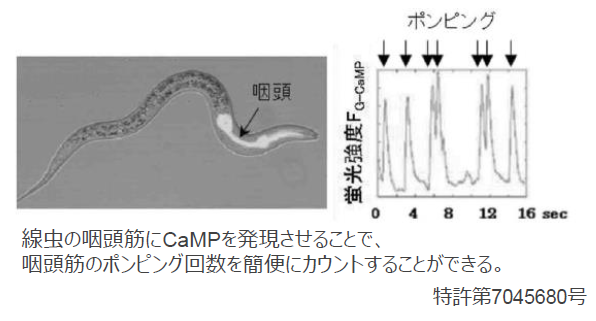 高輝度蛍光カルシウムセンサー