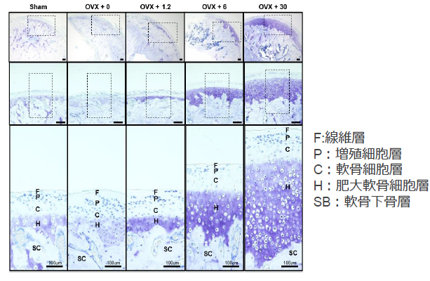 軟骨形成促進剤