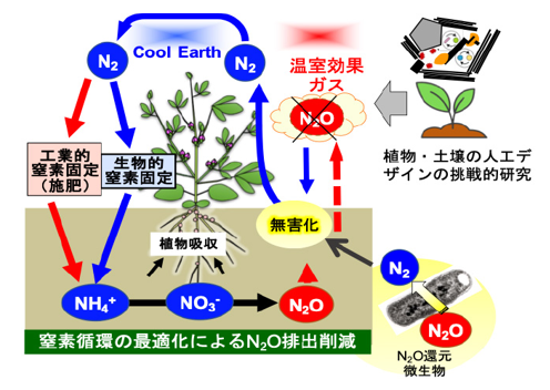 土壌のN₂Oを還元する根粒菌
