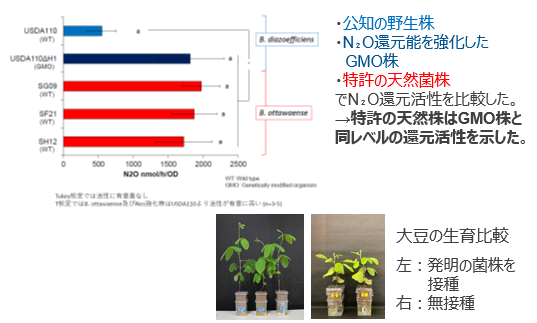 土壌のN₂Oを還元する根粒菌