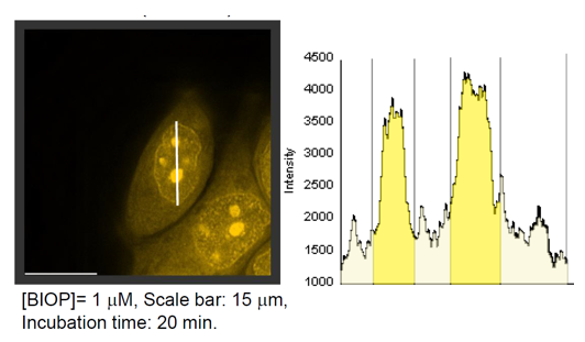 生細胞の核小体RNA検出用蛍光色素