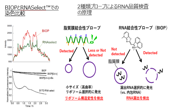生細胞の核小体RNA検出用蛍光色素
