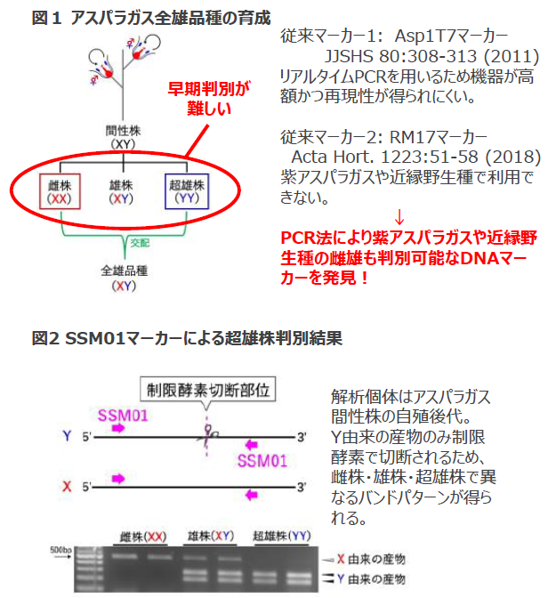 アスパラガス超雄株判別方法