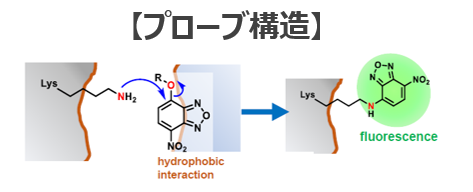 タンパク質変性の可視化プローブ